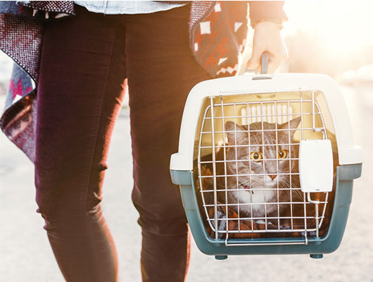 woman-is-transporting-a-cat